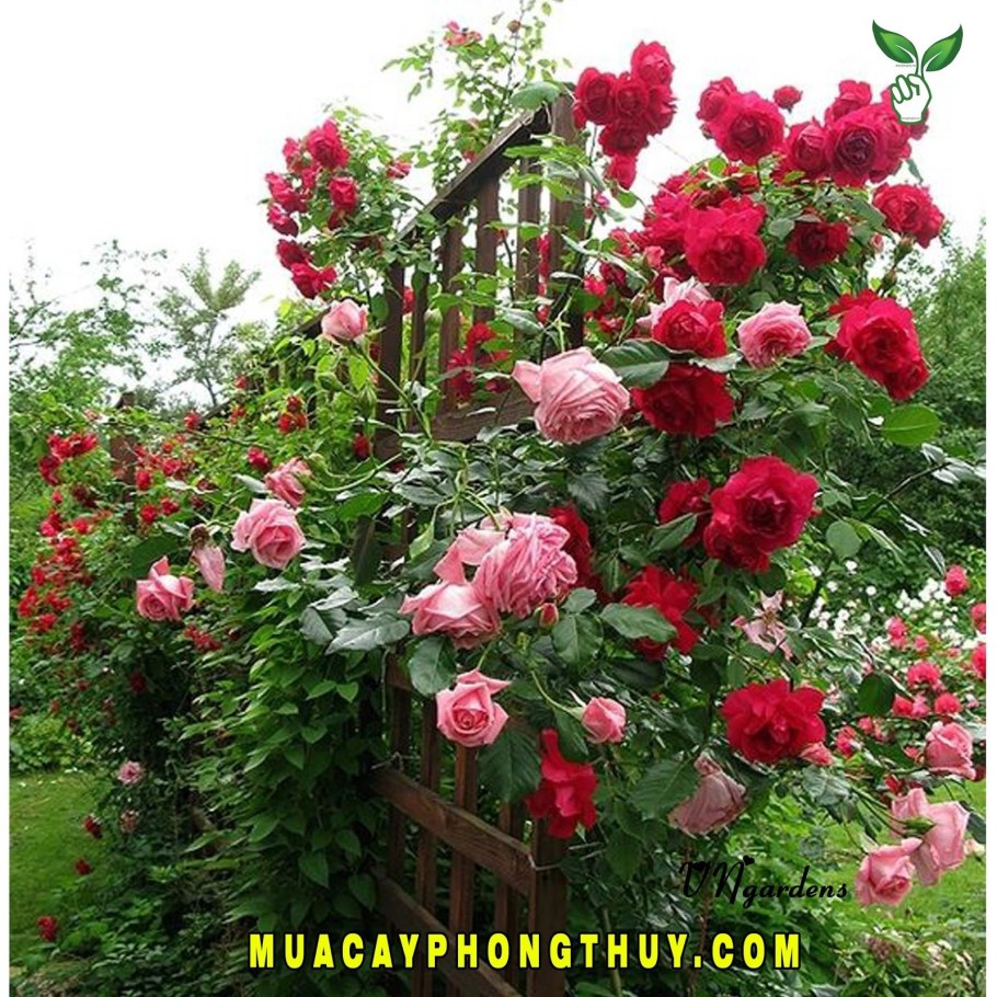 Роуз Гарден плетистая