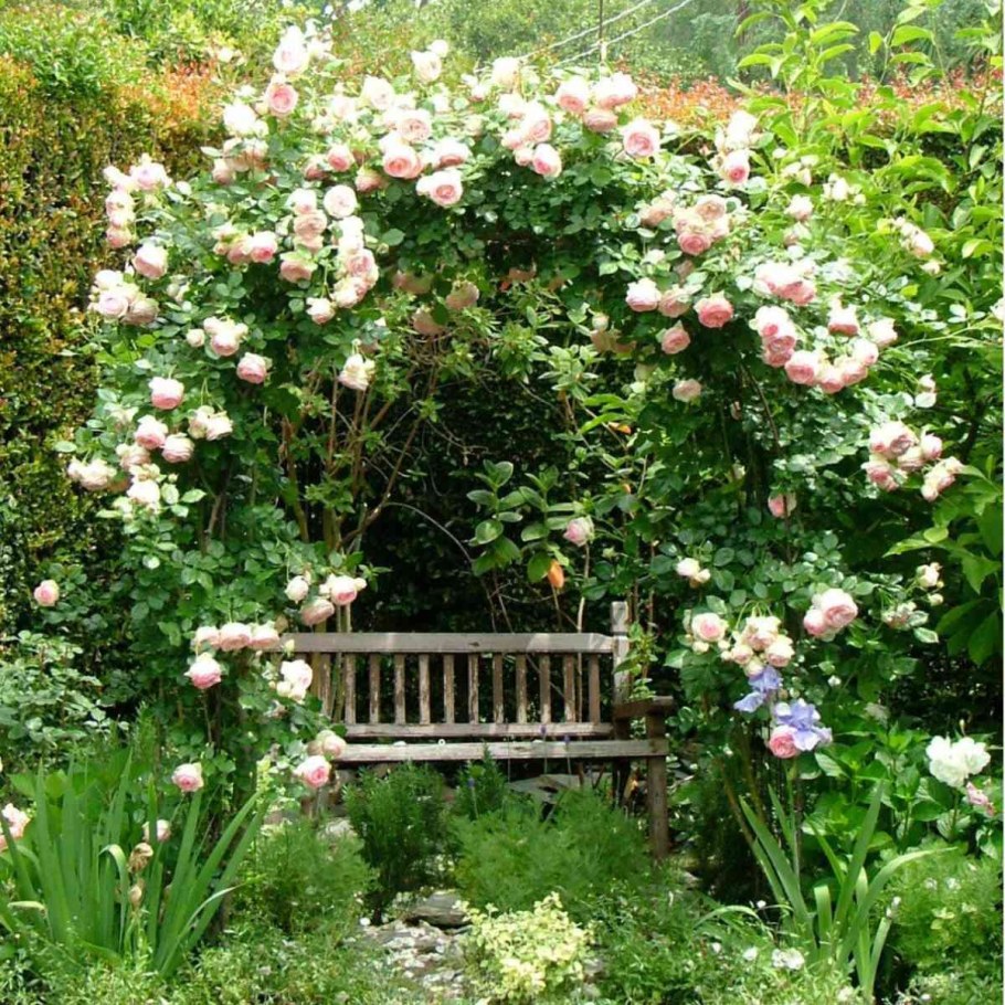 Розы плетистые Розен Гарден