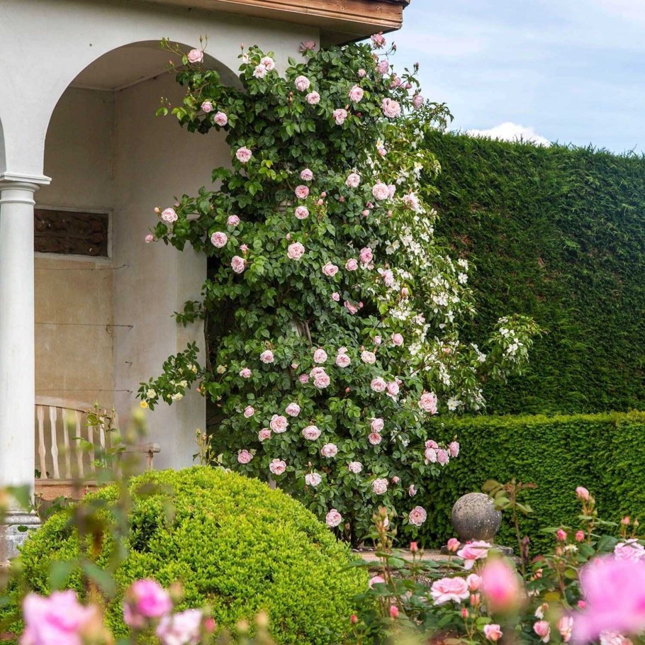 Дженероуз Гарден плетистая роза