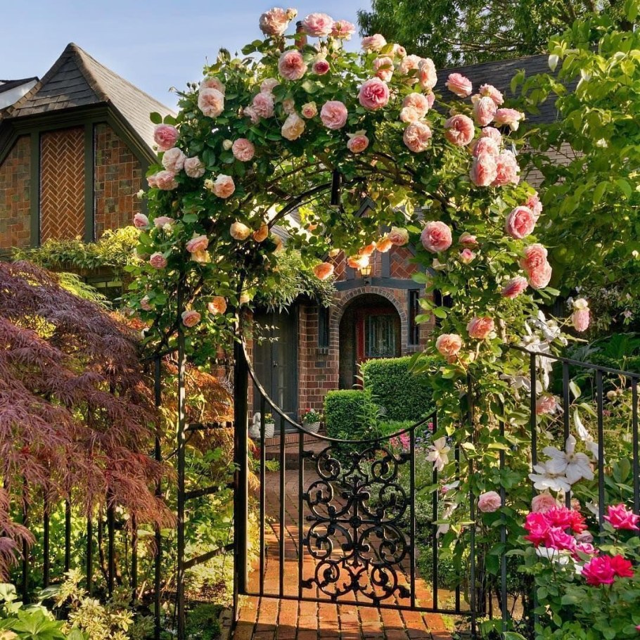 Роза палктистая Роуз Гард