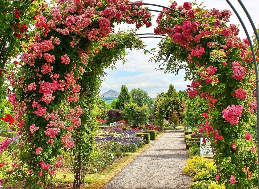 Роза плетистая ФОМОСТА