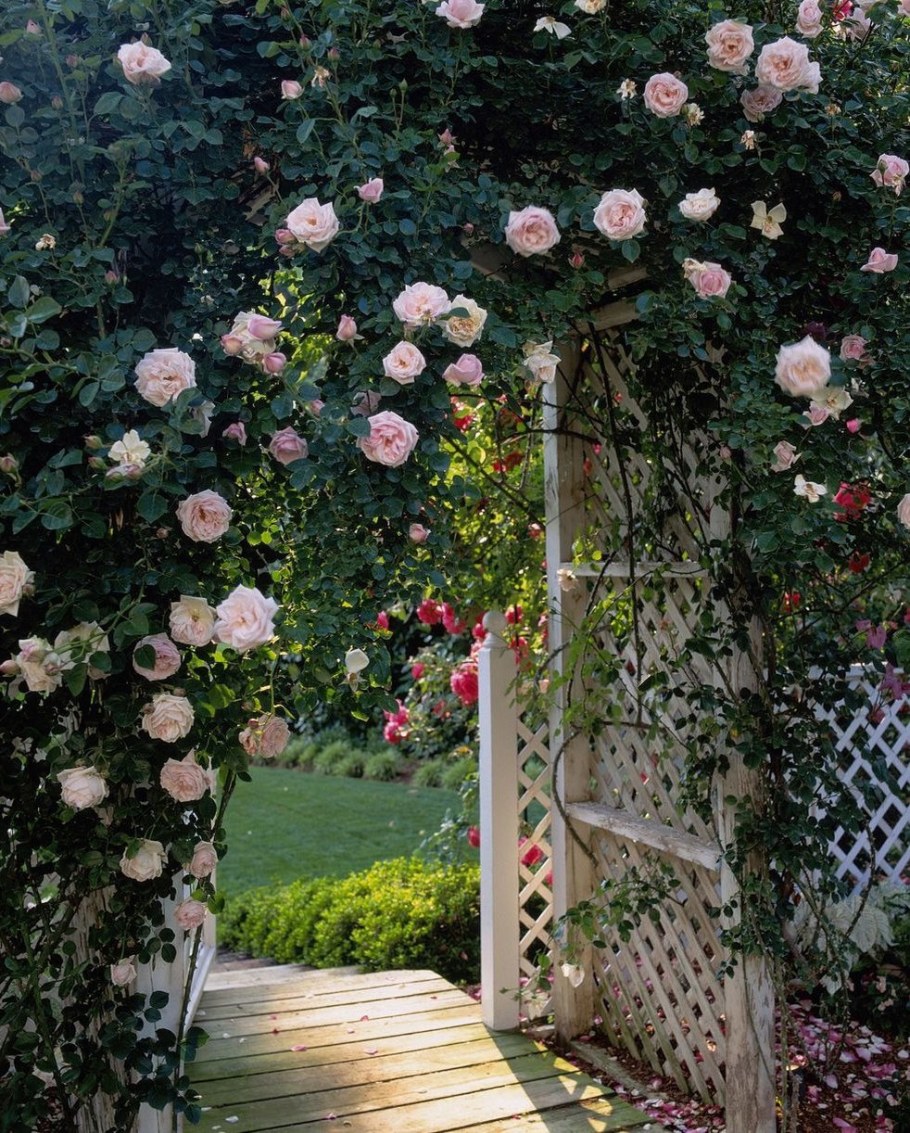 Роза Гарден плетистая