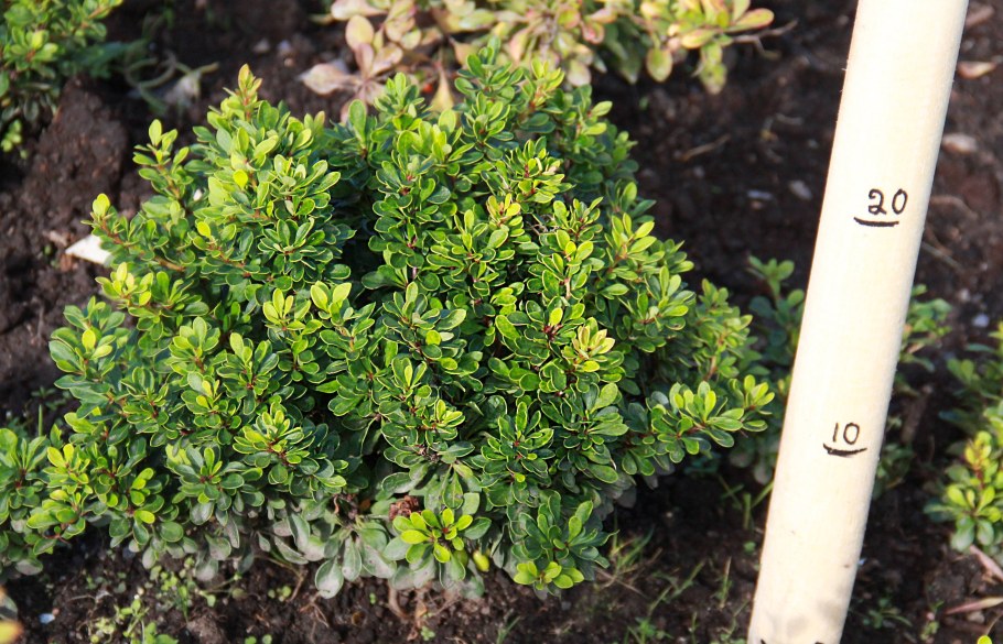 Барбарис Тунберга Berberis thunbergii Kobold