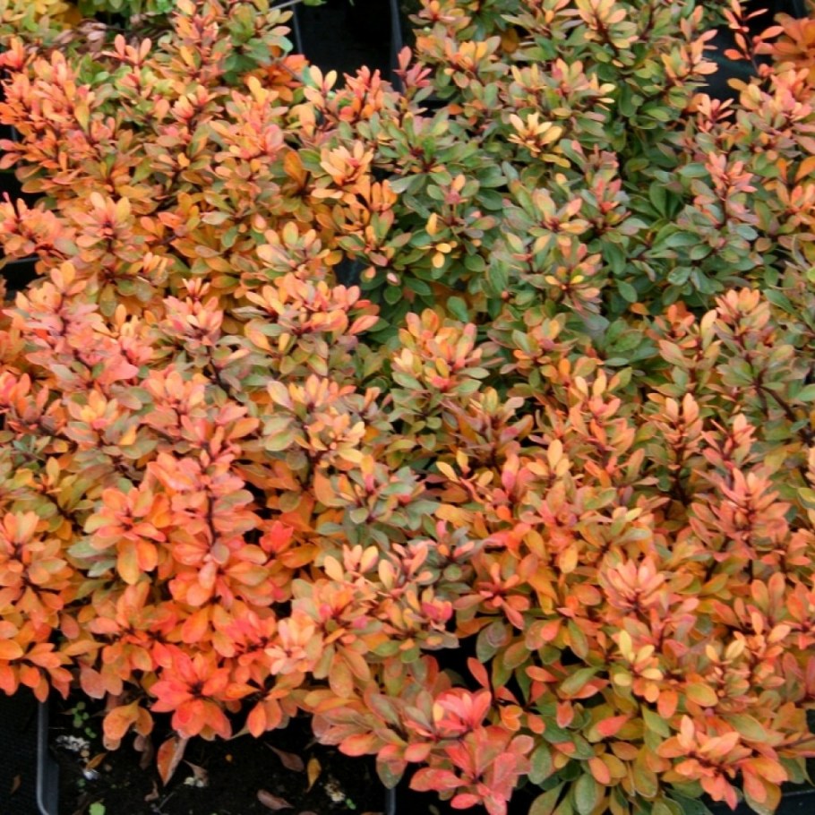 Барбарис Тунберга кобальт