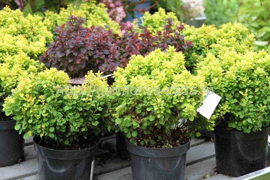 Барбарис Тунберга Kobold