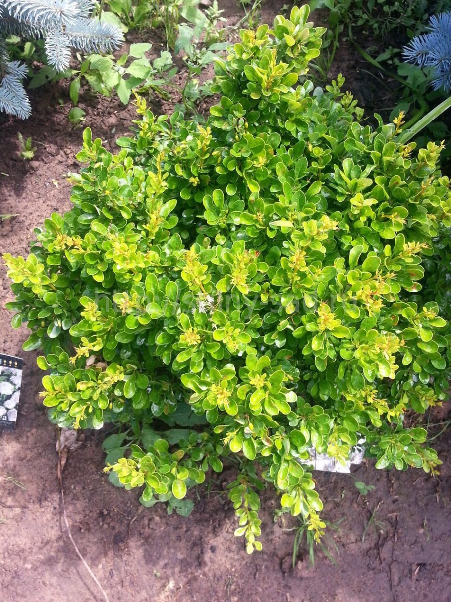 Барбарис Тунберга Кобола