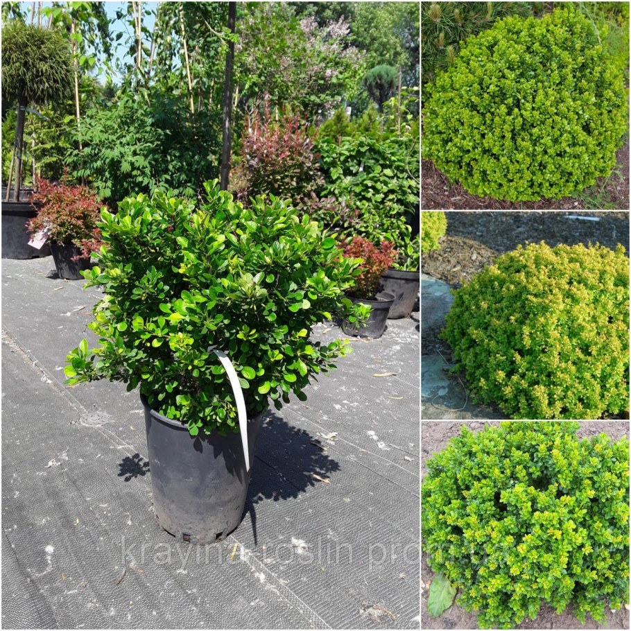 Барбарис Тунберга Кобольд