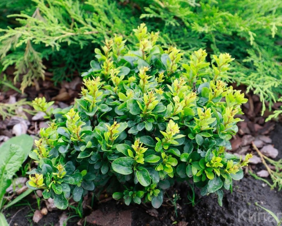 Berberis thunbergii Kobold