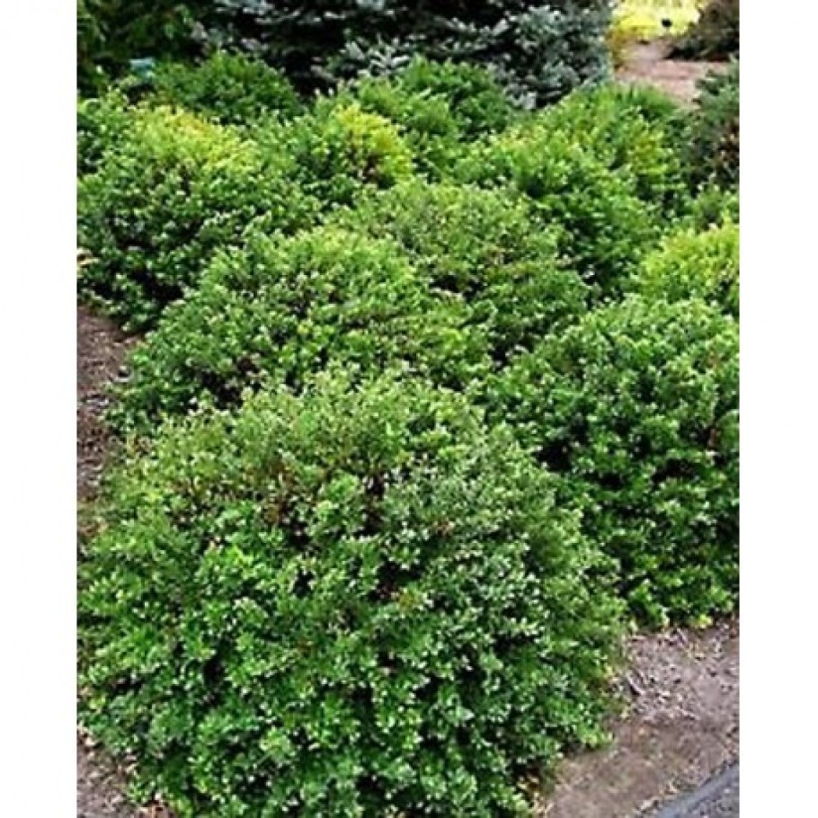 Барбарис Тунберга Кобольд