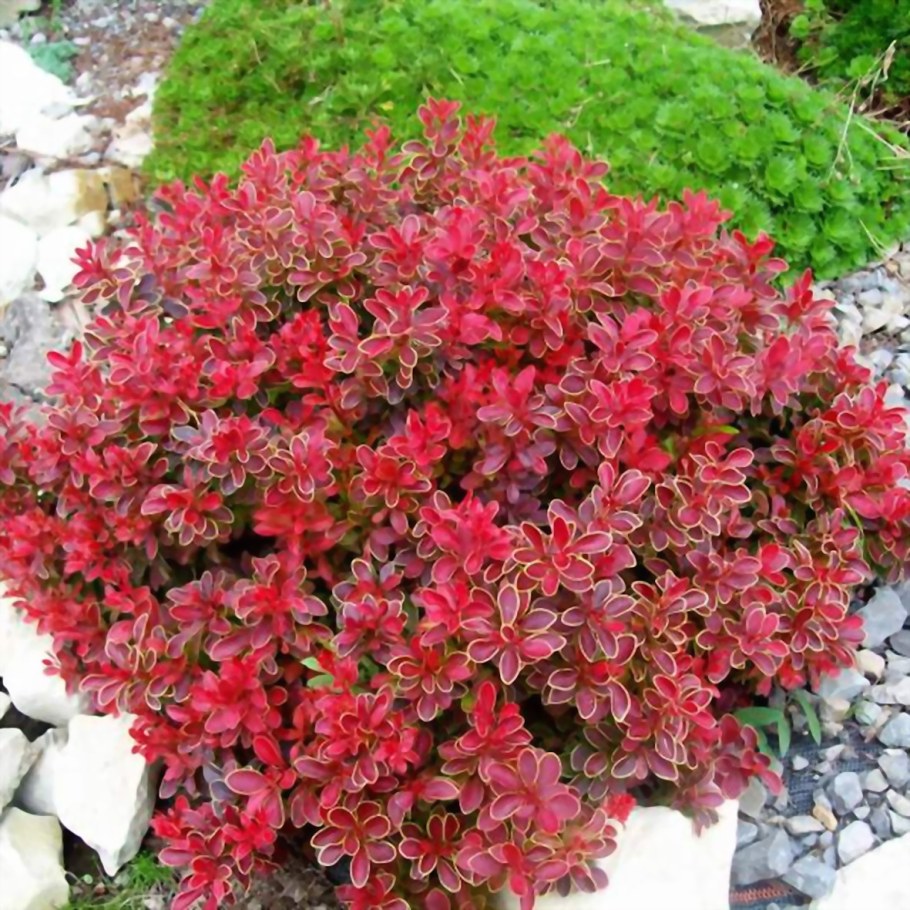 Барбарис тунгерба адмирельшен