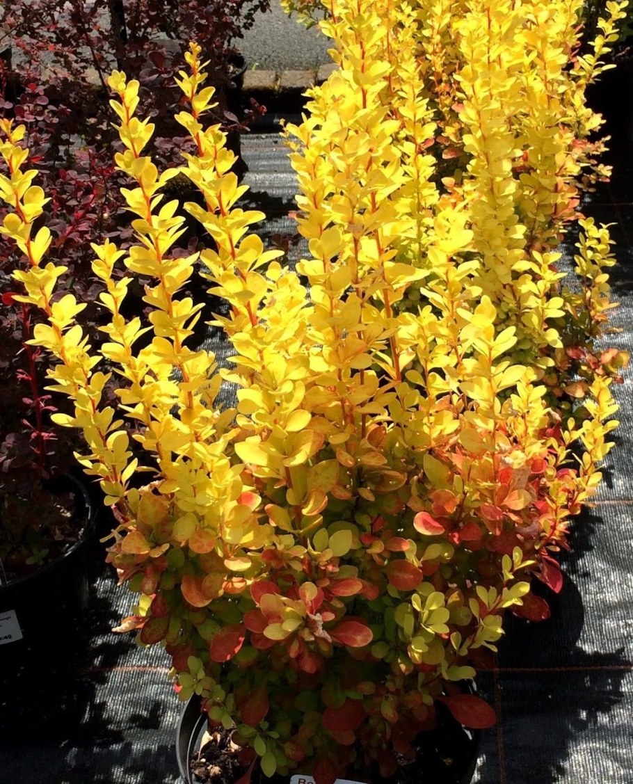 Барбарис Тунберга "Мария" (Maria)