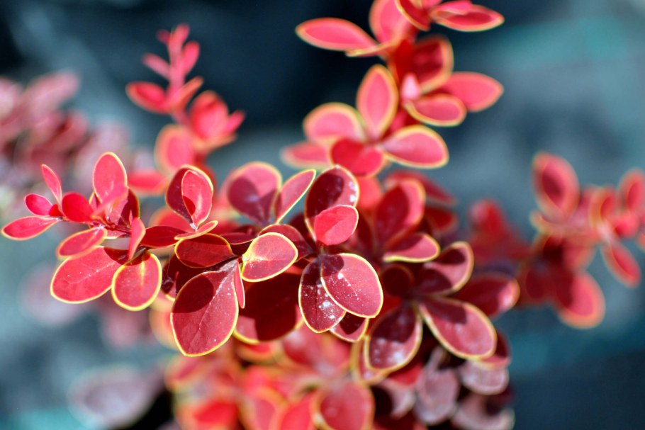 Барбарис Тунберга Голден ринг