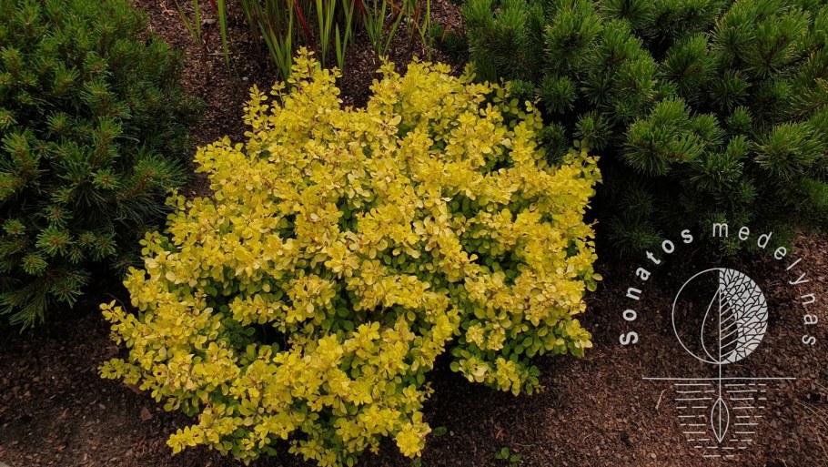 Барбарис Тунберга Голдалита