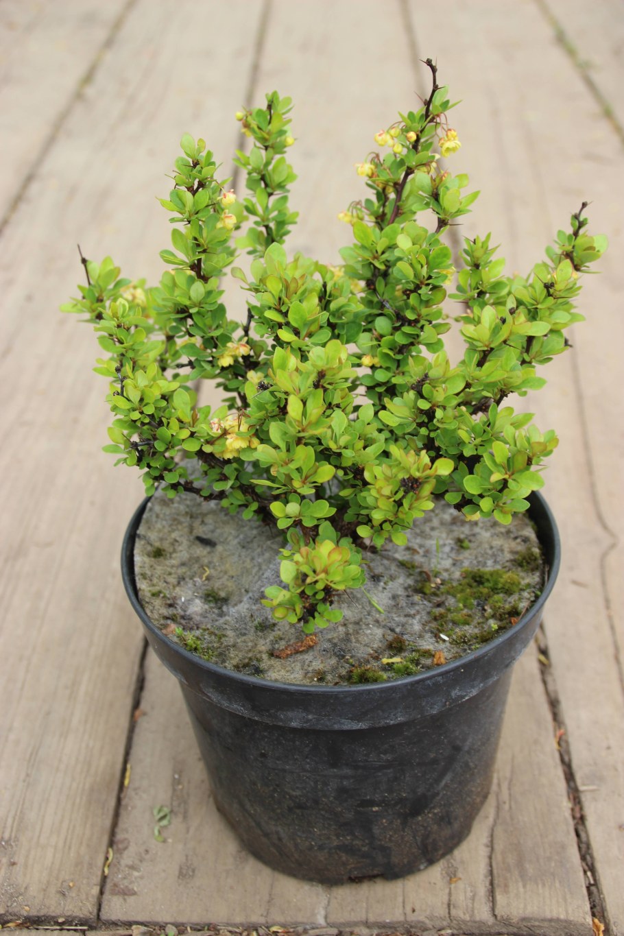 Барбарис Тунберга Кобольд