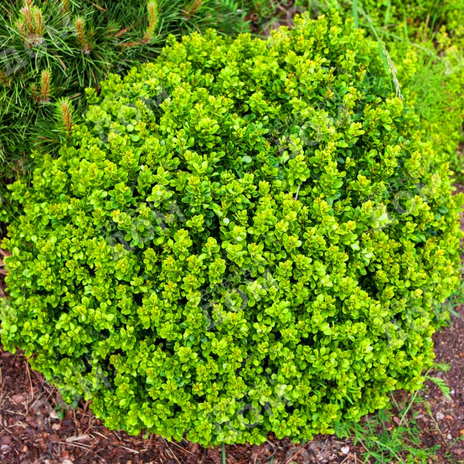 Барбарис Тунберга Кобола