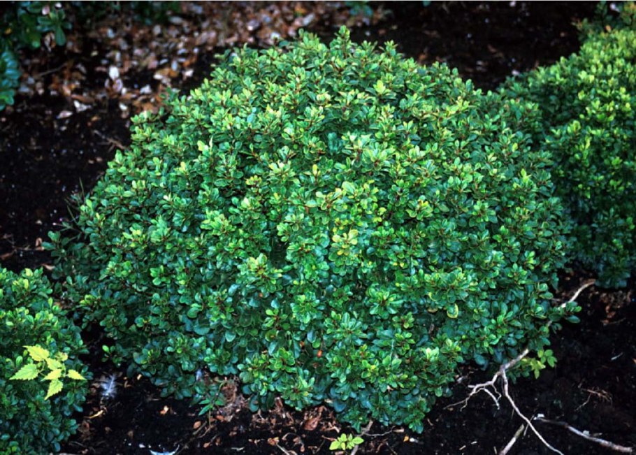 Барбарис Кобольд