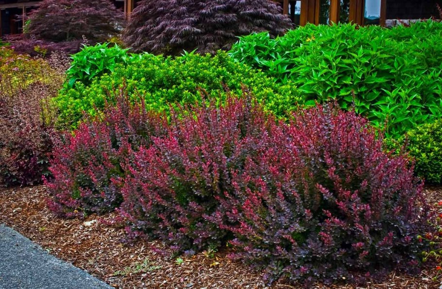 Барбарис Тунберга Berberis thunbergii “Atropurpurea”