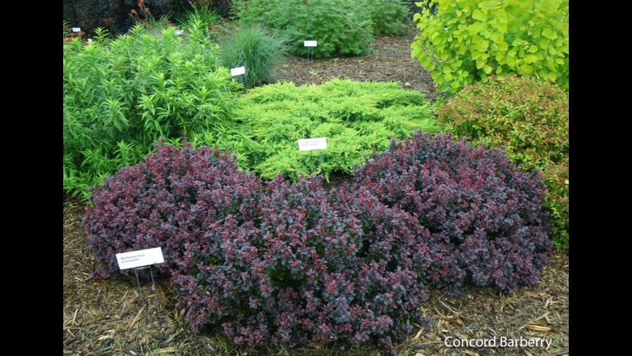 Барбарис Тунберга Berberis thunbergii Bagatelle