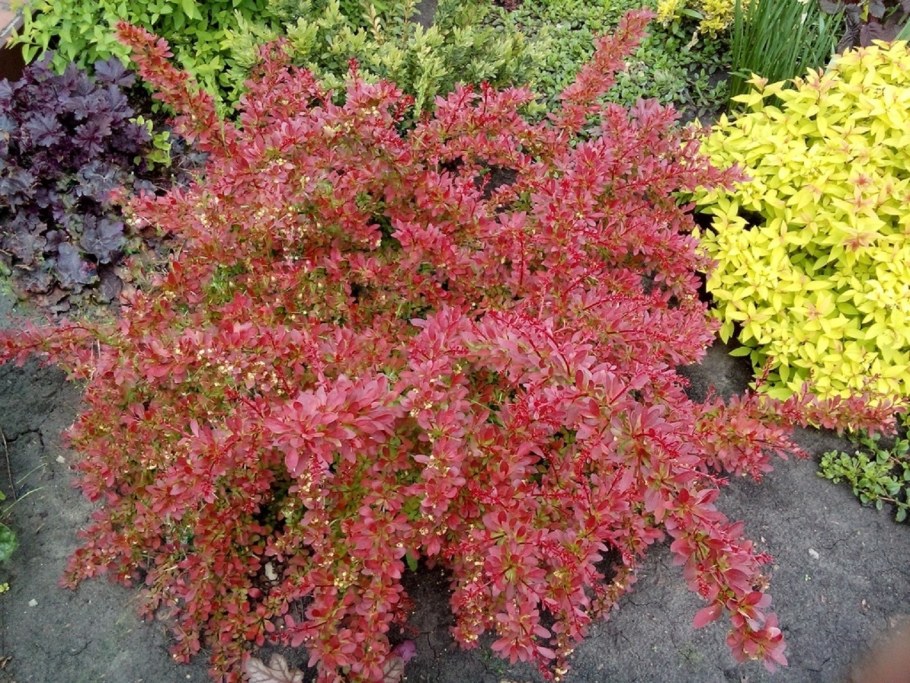 Барбарис Тунберга Орандж Дрим