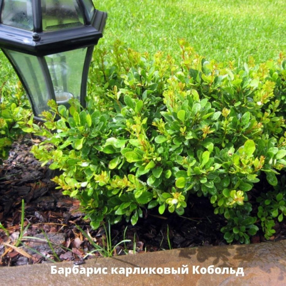 Барбарис Тунберга Кобольд