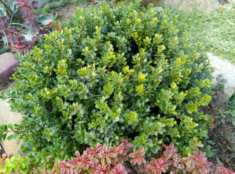 Барбарис Тунберга Kobold