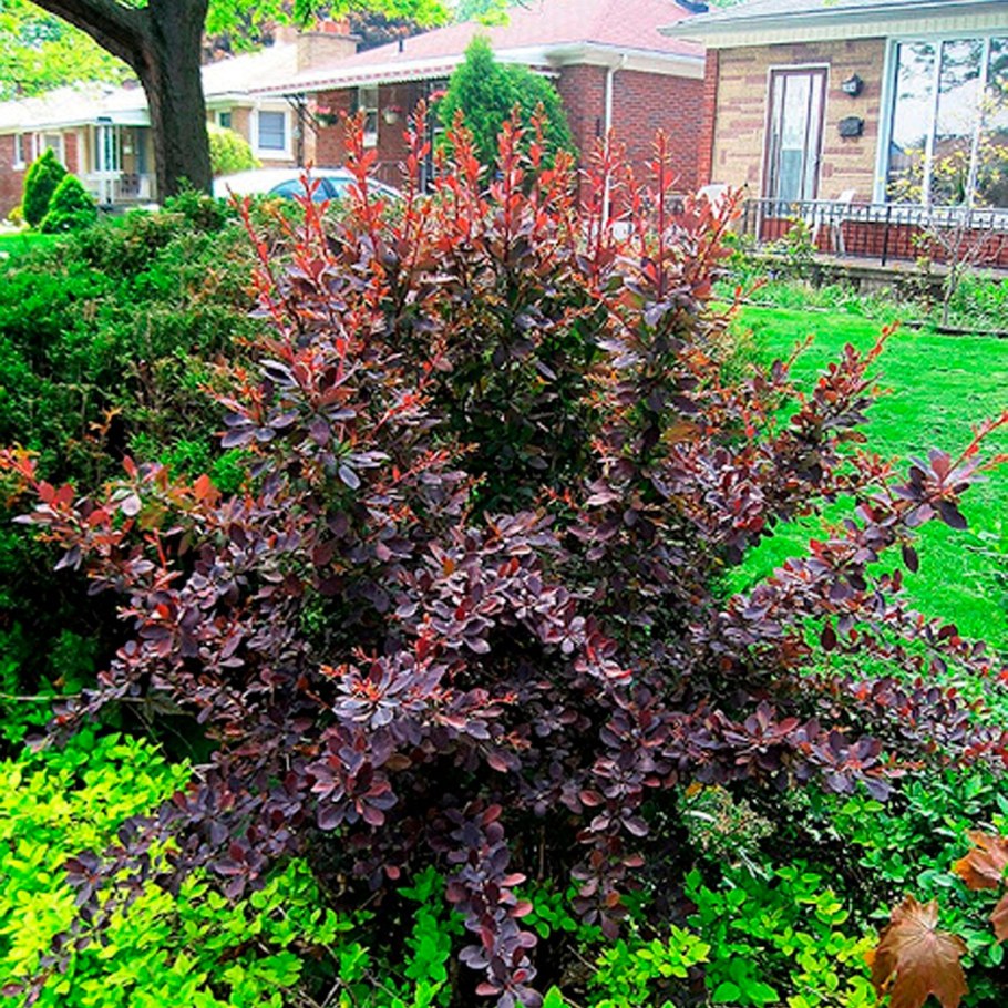 Барбарис Тунберга Атропур