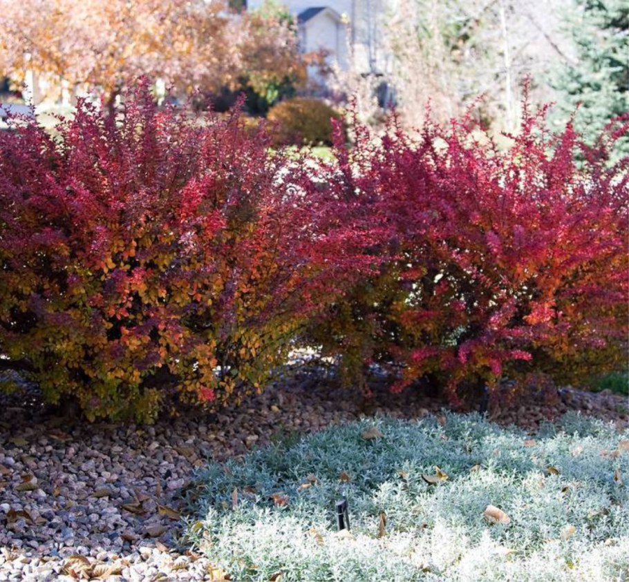 Барбарис обыкновенный Атропурпуреа