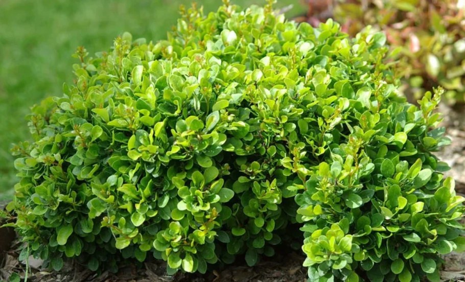 Berberis thunbergii Kobold