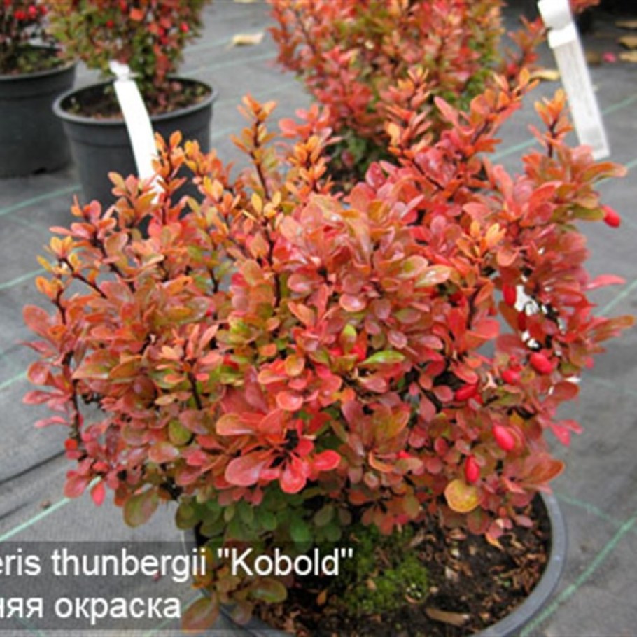 Барбарис Тунберга Кобольд
