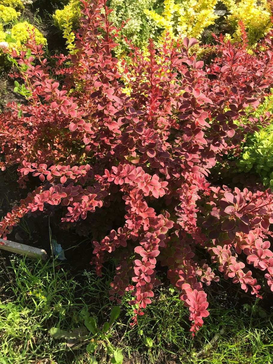 Барбарис Тунберга Голден ринг