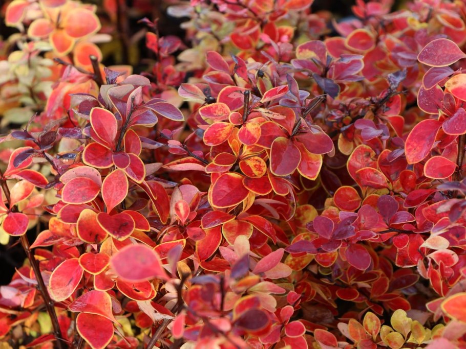 Барбарис Тунберга Florence