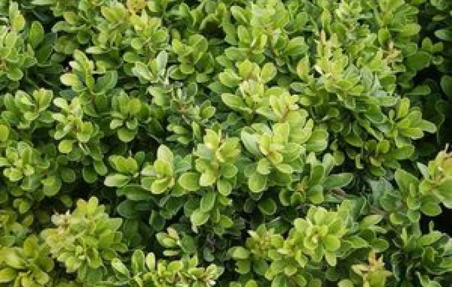 Berberis thunbergii Kobold