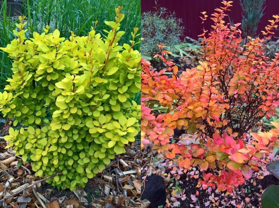 Барбарис Тунберга Berberis thunbergii Maria