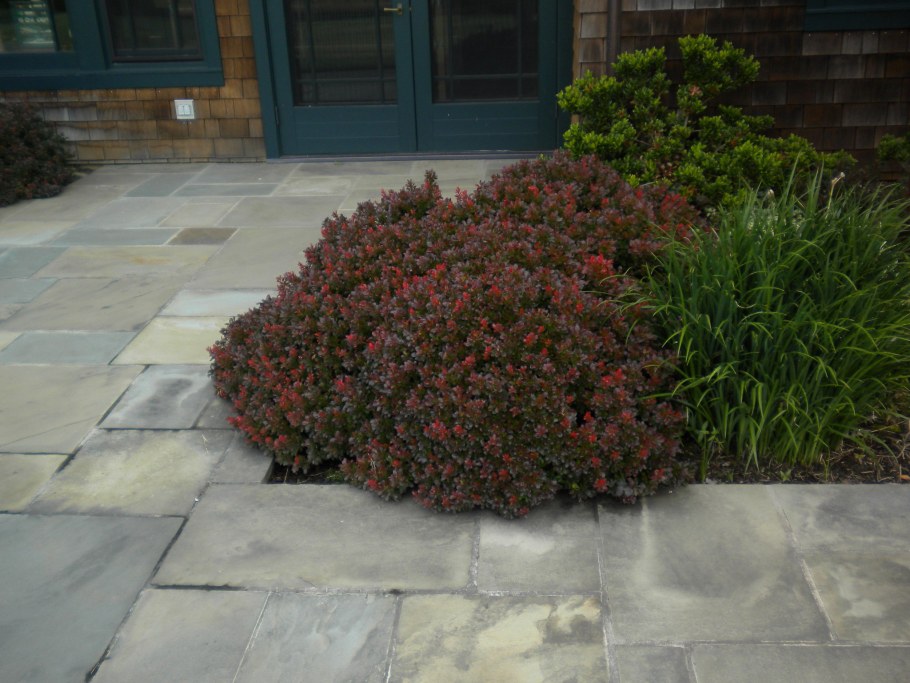 Барбарис Тунберга Bagatelle