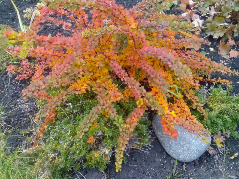 Барбарис Тунберга Санни