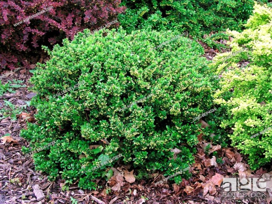 Барбарис Тунберга Кобольд