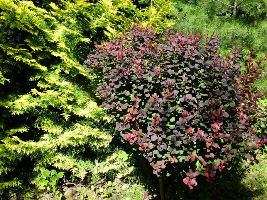 Барбарис Тунберга Кобольд