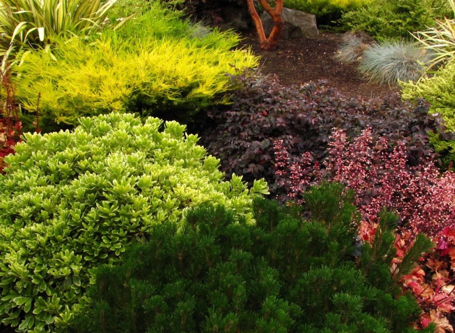 Барбарис Тунберга Aurea