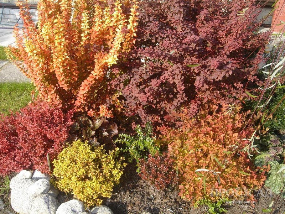 Барбарис Тунберга Голдалита