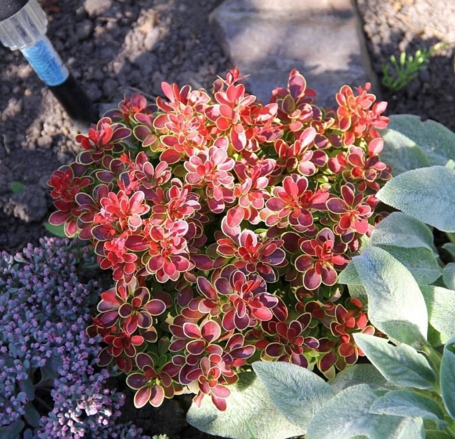 Барбарис Тунберга Адмирейшн