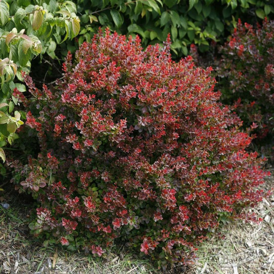 Барбарис Тунберга (Berberis thunbergii)