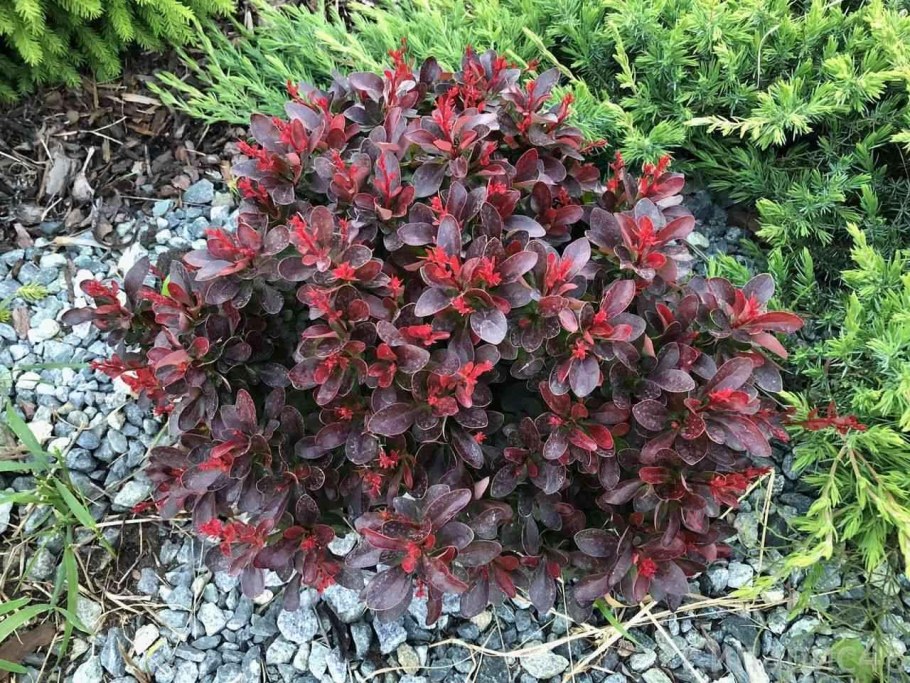 Барбарис Тунберга Атропурпуреа Нана