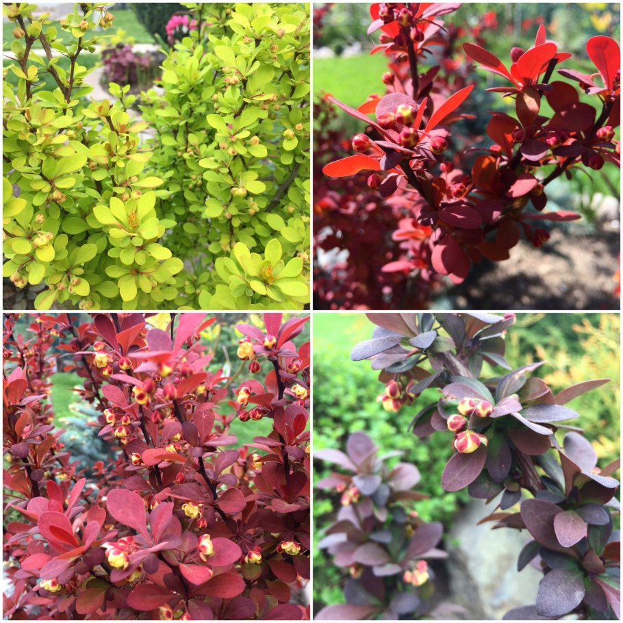 Барбарис Тунберга пурпурнолистный