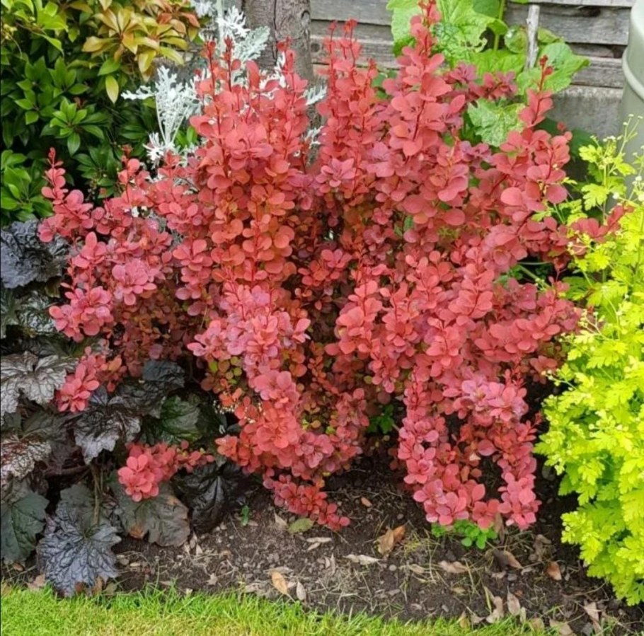 Барбарис Тунберга оранж