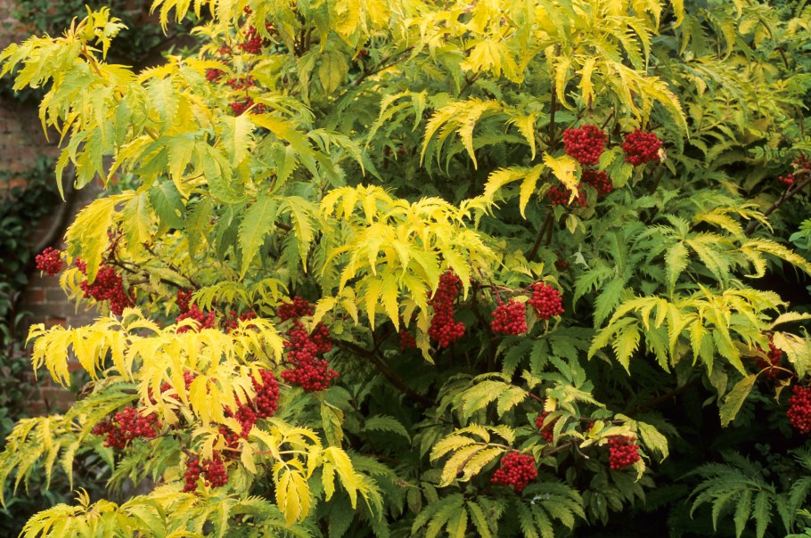 Бузина Ауреа