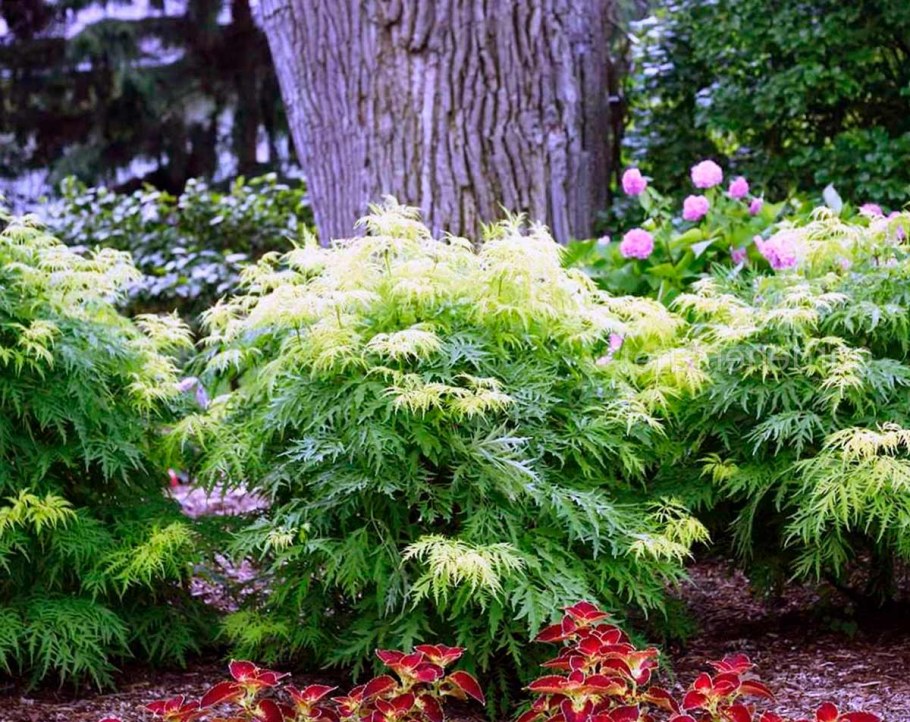 Бузина черная Ауреа