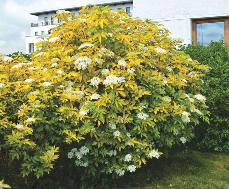 Бузина черная Ауреа