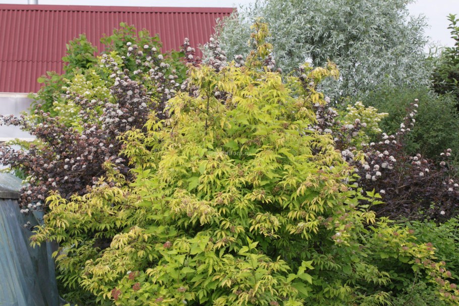 Бузина черная Ауреа