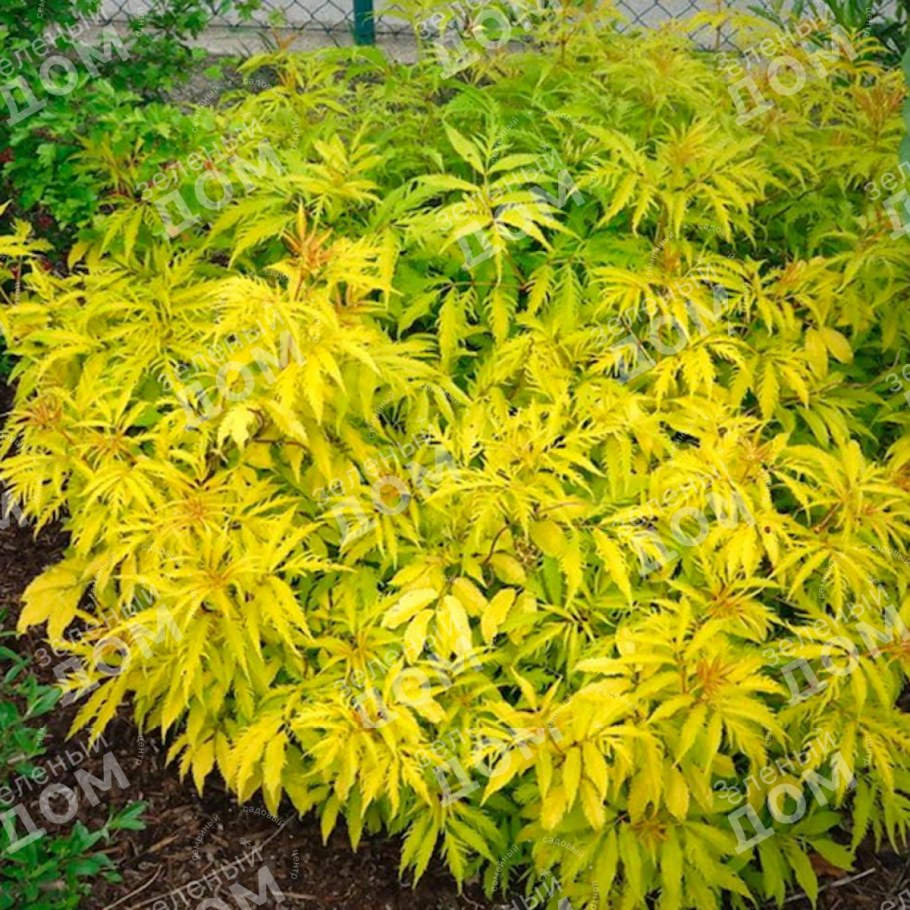 Бузина черная `Голден Тауэр`, Sambucus nigra `Golden Tower`