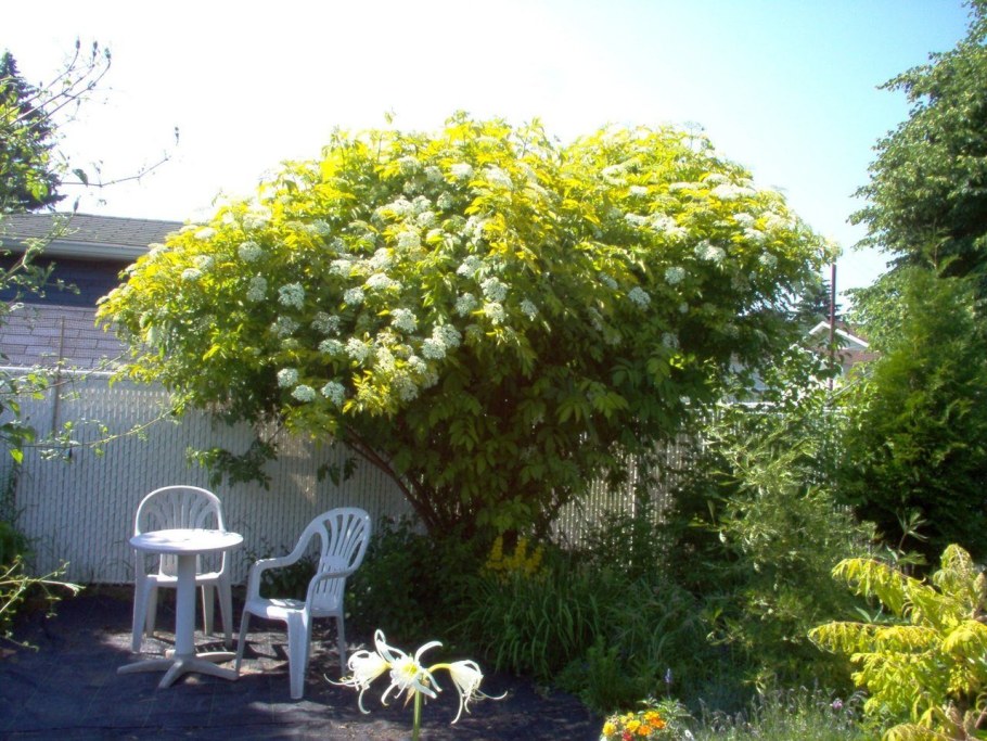 Бузина черная Мадонна